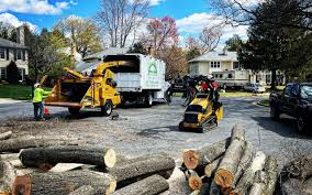 Best Palm Tree Trimming  in Bellevue, KY